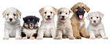 Fototapeta Dziecięca - Happy smilling dog puppies of different breeds isolated on white background generative ai