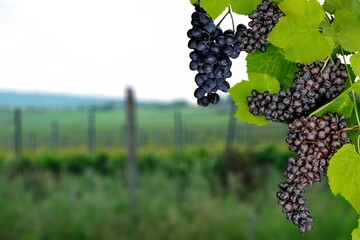 Poster - Blue fresh sweet tasty grape hanging in vineyard