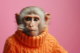 Fototapeta  - A chimp turned human dressed in a sweater poses on an pink pastel background, A monkey wearing a pink suit. Hyperrealist portrait