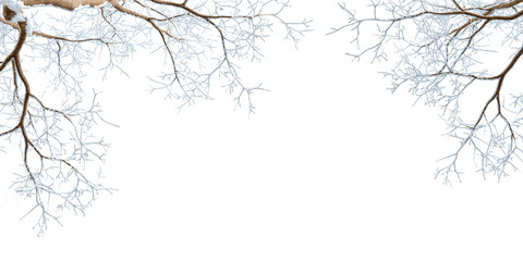 Snow covered branches of a tree on white