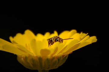 Canvas Print - Bug in a wild flower