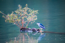 A Black-crowned Night Heron Stands On A Tree Trunk In A Pond. Guangxing Wetland Is A Great Place For Bird Watching, New Taipei City.