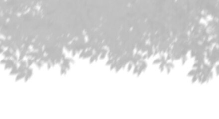 Wall Mural - blur shadow tree leaves top composition on transparent backgrounds 3d rendering png