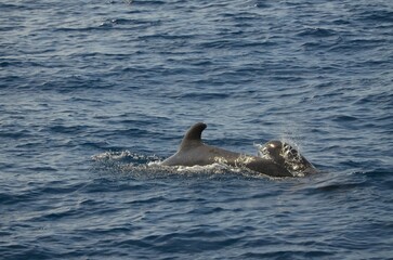 Poster - Wild delphins near Tenerife swimming