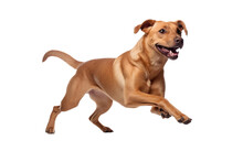 Dog In Motion, Playing, Running Isolated On Transparent Background