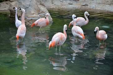 Sticker - Pink flamingo in park Tenerife (Canary Spain) - animal background