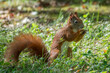 Fressendes Eichhörnchen auf der Wiese