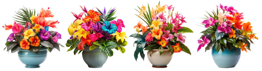 Wall Mural - Collection of colorful tropical house plants with flowers on vase, isolated on a transparent background. PNG, cutout, or clipping path.