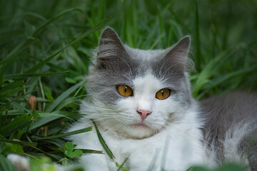 Let cat outside. Safely take cat outdoors.Free walking of cats on  garden