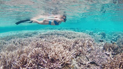 Canvas Print - Woman in blue swimsuit snorkeling over the vivid coral reef in Indonesia