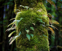 Ferns And Moss Growing From The Trunk Of A Large Leaf Maple Tree In Wet Western Washington, USA; Washington, United States Of America