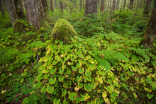 Vegetation In The Lush Rainforest Along The Inside Passage On Chichagof Island, Alaska, USA; Chichagof Island, Alaska, United States Of America