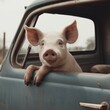 Pequeno porco suíno na janela de um carro antigo