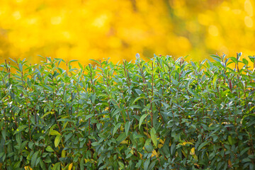 Wall Mural - trimmed hedge of shrubs against the background of autumn yellow trees