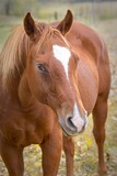 Fototapeta Konie - Portrait of a chestnut colored horse.