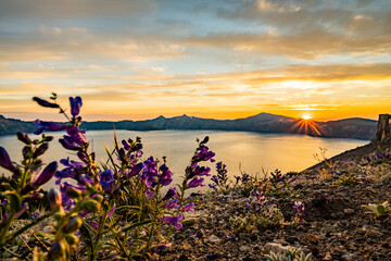 Poster - Penstemon Blow In The Wind At Sunset On Skell Head High Above Crater Lake