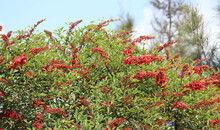 Red Flowers On A Cockspur Coraltree. Erythrina Crista