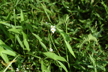 Sticker - Sagittaria trifolia (Threeleaf arrowhead) flowers. Alismataceae perennial aquatic plants. It grows naturally in rice paddies and wetlands, and its three-petaled white flowers bloom in autumn.