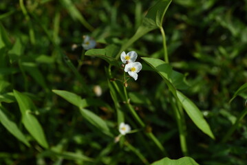 Wall Mural - Sagittaria trifolia (Threeleaf arrowhead) flowers. Alismataceae perennial aquatic plants. It grows naturally in rice paddies and wetlands, and its three-petaled white flowers bloom in autumn.