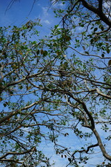 Wall Mural - monkeys jumping and running through trees in bukit lawang sumatra indonesia, branches against blue sky