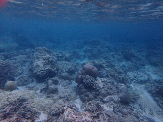 Wall Mural - turtle swimming underwater in gili meno indonesia lombok