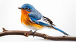 fascinated blue and orange bird perching on thin wood isolated on white background, Chinese blue flycatcher (Cyornis glaucicomans) Made with generative ai