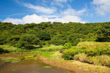 Sticker - Beautiful lake and forest scenery