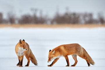 Wall Mural - red fox in white snow. cold winter with orange furry fox, japan. beautiful orange coat animal in nat