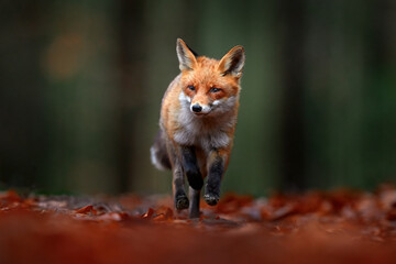 Wall Mural - forest wildlife. cute red fox, vulpes vulpes, at orange autumn forest leaves. wildlife scene from na