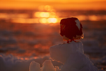 Wall Mural - Arctic sunset. Winter sunrise with eagle. Steller's sea eagle, Haliaeetus pelagicus, morning twilight, Hokkaido, Japan. Eagle floating in sea on ice. Wildlife behavior, nature.