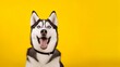 Smiling bi-eyed husky dog wait dog treats on the yellow background