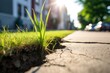 grass sprouting through a sidewalk crack