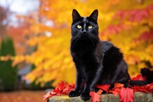 Black Cat Striking A Pose Against A Backdrop Of Fall Foliage