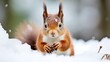 Beautiful squirrel with red and white fluffy fur. Food, nut in the paws, eating. Closeup red squirrel on snowy ground, blurred nature background. Winter adorable scene for wildlife in outdoors. 
