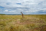 Fototapeta Sawanna - Amazing grassland savanna in Africa Kenya