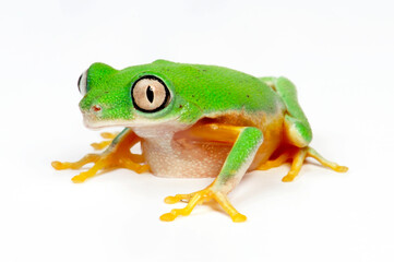 Canvas Print - Lemur leaf frog  // Lemur-Laubfrosch (Agalychnis lemur) - Costa Rica