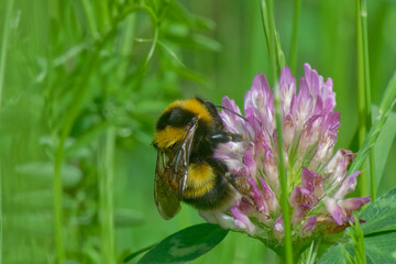 Wall Mural - Bourdon terrestre - Bombus terrestris
