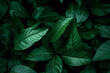 © DavidGalih | Dikomo. - Closeup Tropical Green Leaves Texture and Dark Tone Process, Abstract Nature Pattern Background.