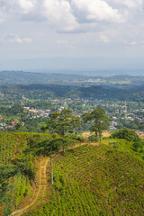 Wall Mural - Slopes of the Gunung Lawu Volcano, Java, Indonesia