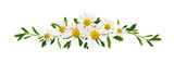 Fototapeta Tulipany - Daisy flowers and green grass in a floral line arrangement isolated on white or transparent background