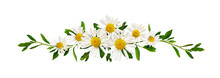Daisy Flowers And Green Grass In A Floral Line Arrangement Isolated On White Or Transparent Background