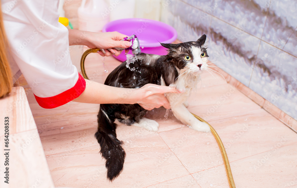 Stock-Foto „Bathing animals, grooming, brushing, drying and styling ...