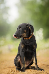 Wall Mural - small black dog portrait in nature on sand