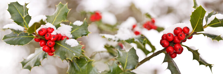 Wall Mural - Close up od a branch of holly with red berries covered with snow, panoramic Christmas header