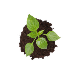 Wall Mural - Green seedling growing in soil isolated on white, top view