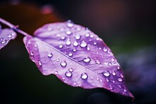 Close-up Of A Wet Purple Leaf With Blurred Background. Generative AI