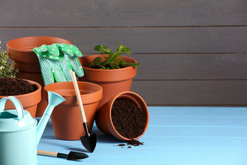 Wall Mural - Many terracotta flower pots with soil, plants and gardening tools on light blue wooden table. Space for text