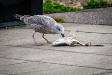 A Close Up Of A Seagull Eating A Fish Whilst On A Pavement At The Seaside
