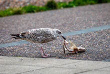 A Seagull Eating A Dead Fish On A Coastal Promenade, With A Shallow Depth Of Field