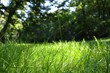 Beautiful lawn with green grass growing outdoors, low angle view